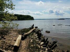 pássaro preto na madeira log na margem do rio potomac foto