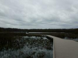 calçadão no pantanal com árvores e garça foto