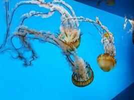 água-viva com tentáculos nadando ou flutuando na água