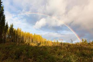 paisagem do arco-íris e floresta