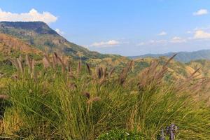 flor de grama na montanha com nuvens e céu azul foto