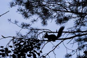 crepúsculo, um esquilo em uma árvore vai pular foto