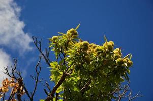 árvore de castanhas no céu azul foto