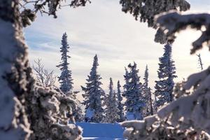 floresta de inverno foto