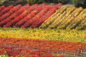 linhas de vinhedo no outono