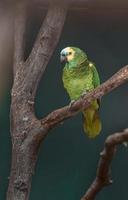 amazona de frente turquesa foto