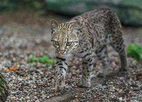 gato de geoffroy no zoológico foto