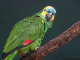 amazona de frente turquesa foto