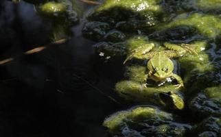 sapo em um local ensolarado perto de um lago foto