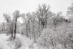 árvores no inverno foto