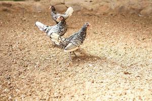 galinhas cinzentas estão andando na fazenda foto