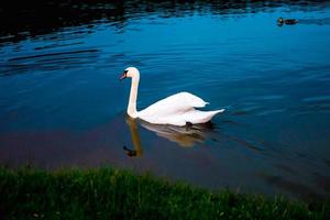 cisnes brancos no lago com fundo azul escuro sobre o pôr do sol. foto