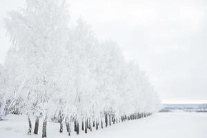 floresta de vidoeiro no inverno foto