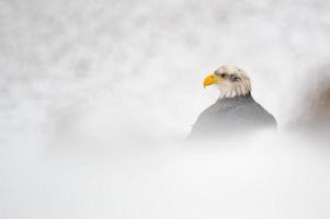 águia careca no inverno foto