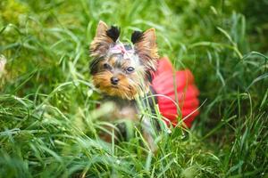 lindo cachorrinho de cachorro pequeno fêmea yorkshire terrier com laço na grama