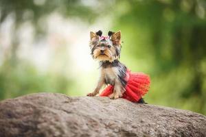 lindo cachorrinho de cachorro pequeno fêmea yorkshire terrier com saia vermelha sobre fundo verde desfocado foto