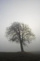 única árvore de inverno na névoa foto