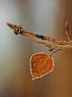 folha e geada no inverno foto