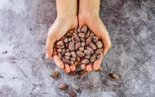 grãos de cacau marrons secos na mão do agricultor foto