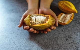 frutas frescas de cacau na mão em um fundo cinza foto