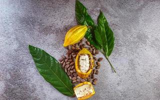 grãos de cacau e frutas de cacau com cacau cru em fundo cinza foto