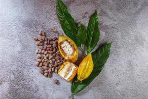 grãos de cacau e frutas de cacau com cacau cru em fundo cinza foto