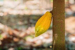 árvore de cacau com vagens de cacau em uma fazenda orgânica. foto