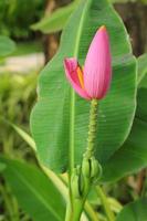 flor de bananeira ornamental na natureza foto