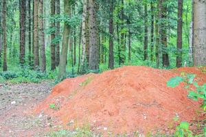 solo de argila vermelha com caminho plantas verdes árvores floresta alemanha. foto