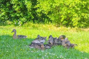 patos machos fêmeas na Alemanha de fundo natural de grama verde. foto