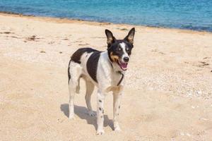 cachorro na praia foto