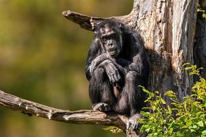 sentado chimpanzé da África Ocidental relaxa foto