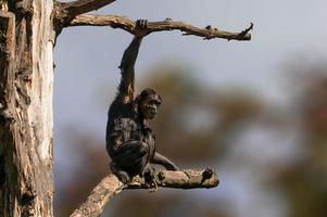 sentado chimpanzé da África Ocidental relaxa foto