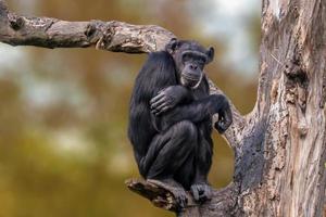 sentado chimpanzé da África Ocidental relaxa foto