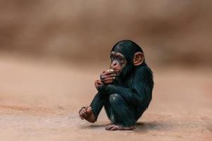 sentado chimpanzé da África Ocidental relaxa foto