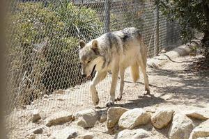 los angeles, 17 de agosto - lobo no encontro dos mais novos residentes lobos resgatados da fazenda de peles no santuário de animais da estação de vida selvagem em 17 de agosto de 2018 em sylmar, ca foto