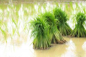 as mudas de arroz são colocadas nos campos para serem plantadas nas terras agrícolas. foto