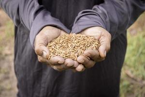 sementes de arroz nas mãos de agricultores tailandeses preparam milhares de sementes para plantio. foto