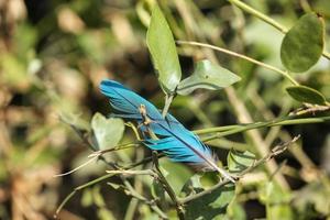 um tiro de close-up de uma pena azul no galho de uma árvore foto