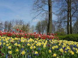 tulipas na holanda foto