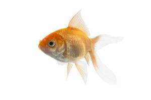 peixe koi dourado