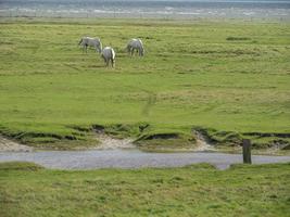 a ilha de spiekeroog na alemanha foto