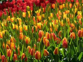 muitas tulipas na holanda foto