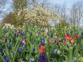 tulipas na holanda foto