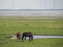 a ilha de spiekeroog na alemanha foto