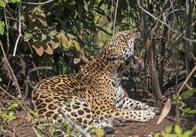 onça bocejando na selva foto