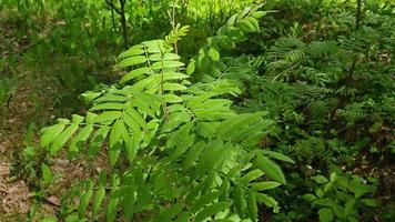 um galho de uma árvore com uma folha verde em um fundo de grama e floresta. foto