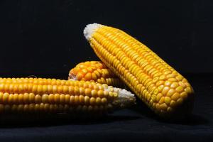 foto de espigas de milho frescas em fundo preto. adequado para fundo de design de menu de alimentos saudáveis, alimentos orgânicos e produtos agrícolas para veganos.