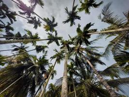 bela vista da vegetação natural e plantação de palmeiras de noz de areca foto