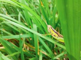 um gafanhoto comendo uma folha de arroz foto